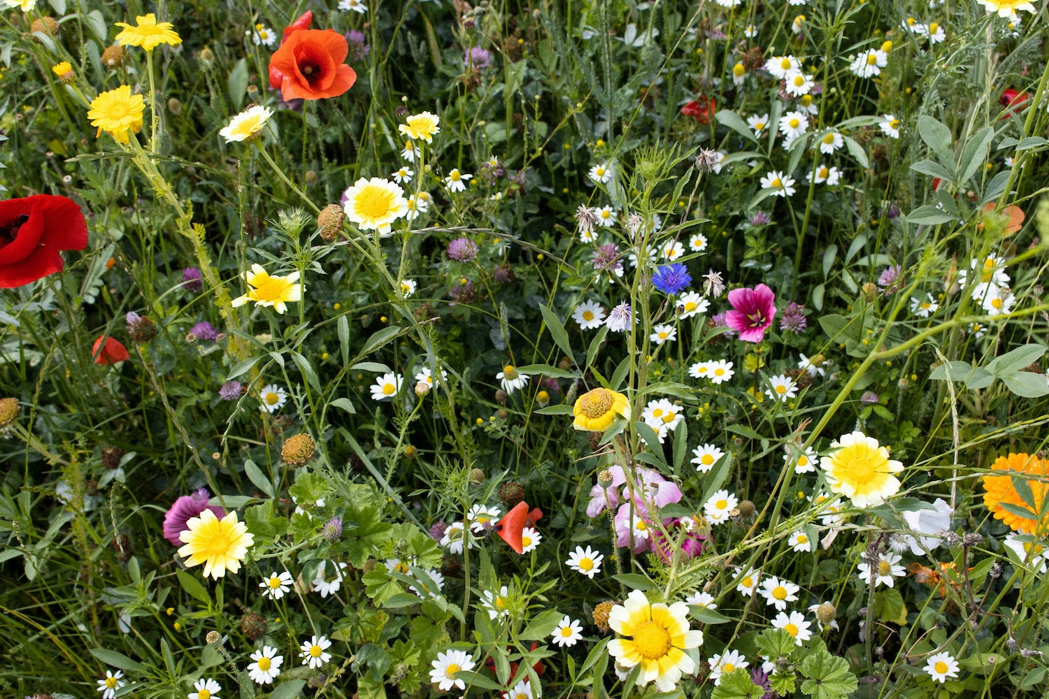 Eine wilde Blumenwiese