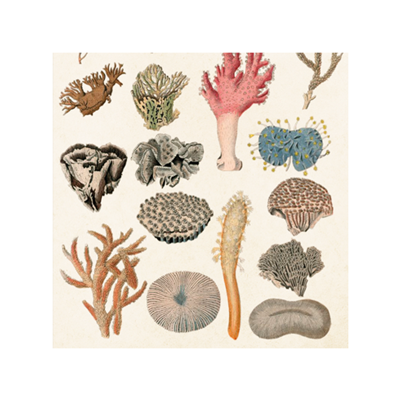matches coral