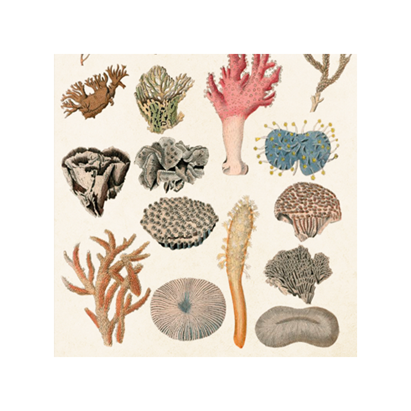 Zündhölzer Koralle