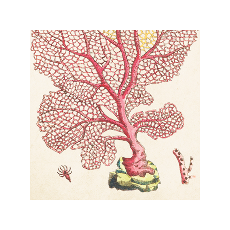 matches coral
