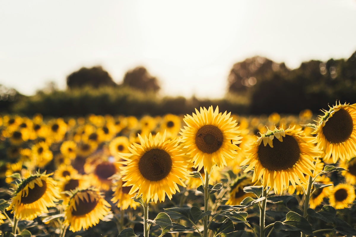 Zündhölzer Sonnenblume